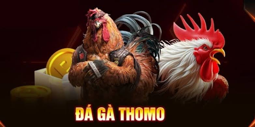 đá gà thomo llwin